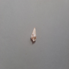 Longchaeus maculosus
