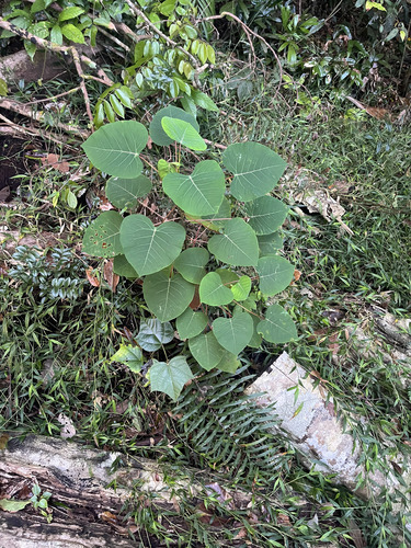 Homalanthus novoguineensis observed 2026-08-23