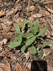 Asimina reticulata