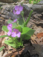 Tradescantia ernestiana