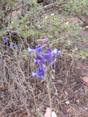 Delphinium scaposum