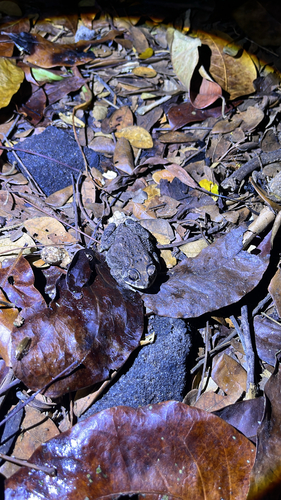 Duttaphrynus melanostictus