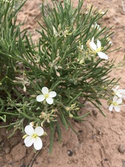 Nerisyrenia linearifolia