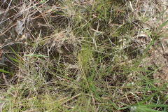 Rhynchospora rariflora