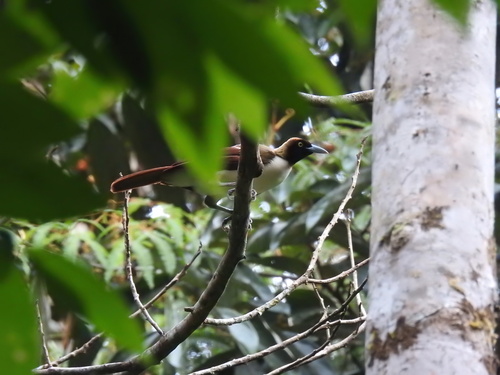 Paradisaea minor observed 2026-08-13