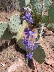 Delphinium scaposum