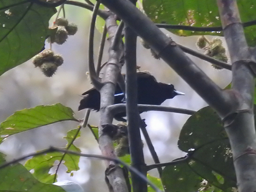 Diphyllodes magnificus observed 2026-08-17