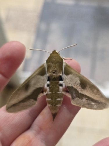 Leafy Spurge Hawkmoth