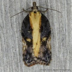 Acleris pulverosana