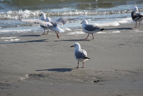 iNaturalist image