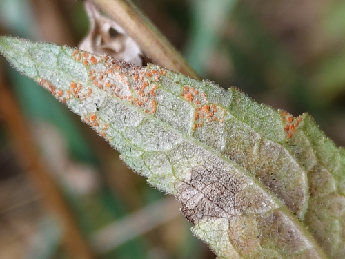 Coleosporium campanulae