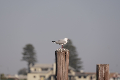 iNaturalist: (c) gab_with_a_bag, some rights reserved (CC BY-NC), uploaded by gab_with_a_bag iNaturalist image