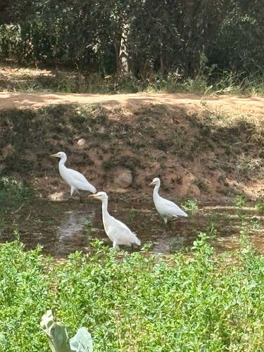Western Cattle-Egret