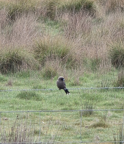 Dusky Woodswallow