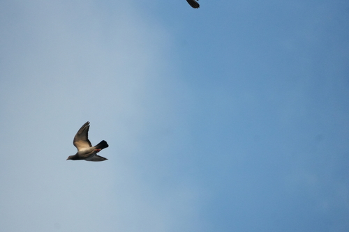 Feral Pigeon