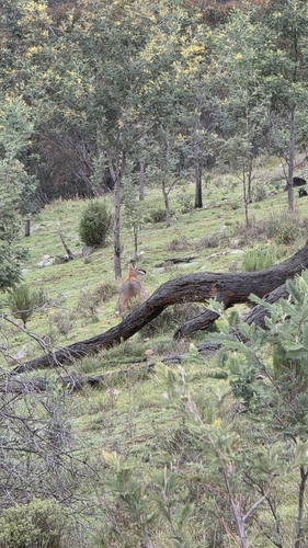 Red-necked Wallaby