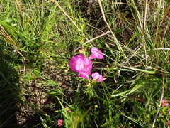 Agalinis fasciculata