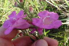 Agalinis fasciculata