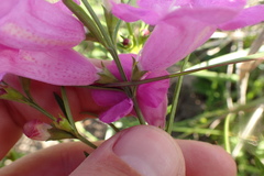 Agalinis fasciculata