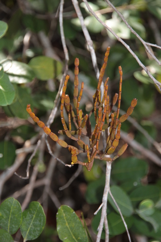 Korthalsella disticha observed 2026-03-17