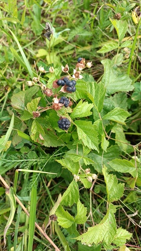 European dewberry