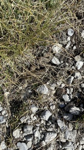 Meadow Viper