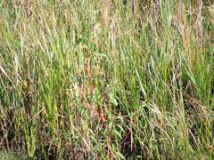 Amaranthus tuberculatus