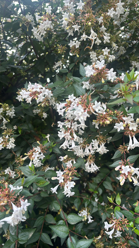 Glossy Abelia