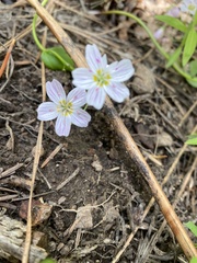 Claytonia lanceolata