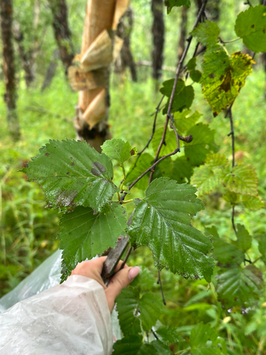 Betula ermanii