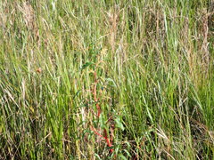 Amaranthus tuberculatus