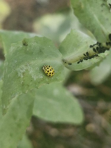 22-spot Ladybird