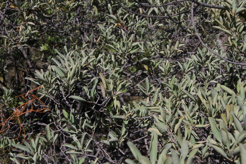 Santalum austrocaledonicum observed 2026-03-17