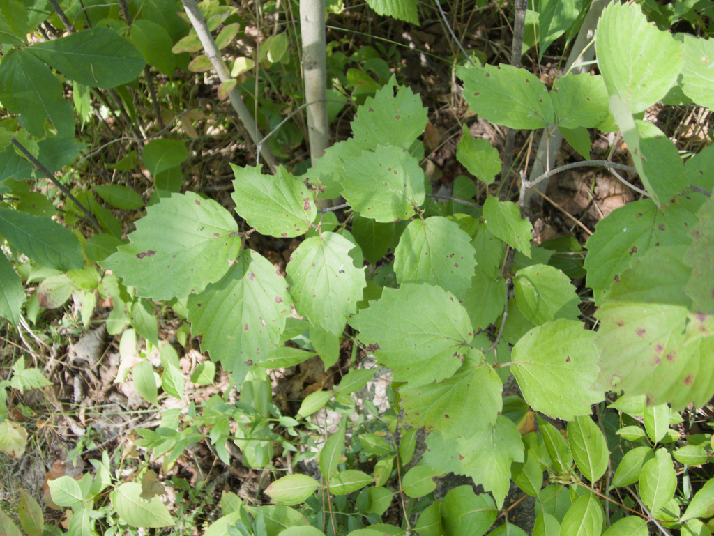 Viburnum rafinesqueanum; photograph (c) Mary Krieger, some rights reserved (CC BY)