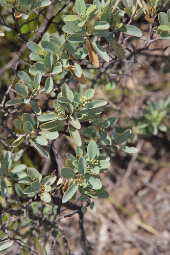 Santalum austrocaledonicum observed 2026-03-17