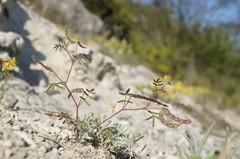 Hippocrepis ciliata