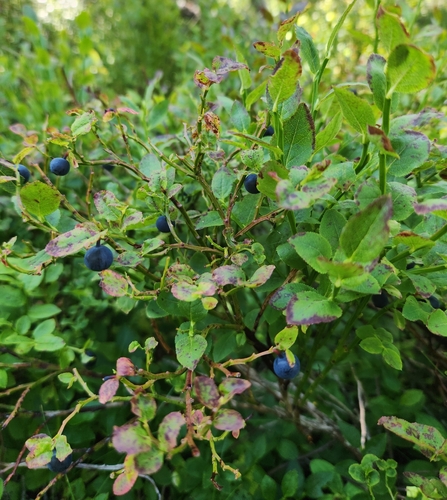 common bilberry