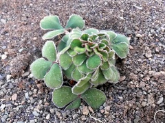 Oxalis melanosticta melanosticta