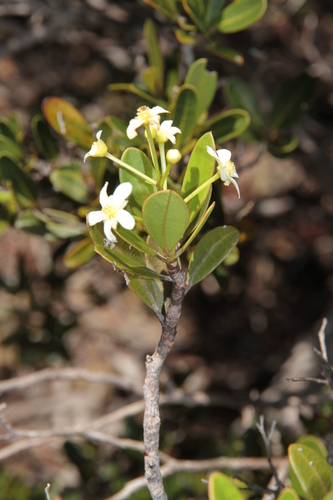 Baloghia drimiflora observed 2026-03-17