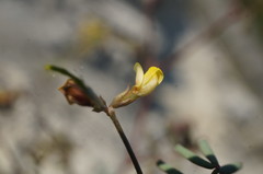 Hippocrepis ciliata
