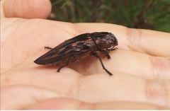 Chalcophora mexicana