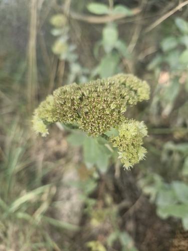 Great Stonecrop