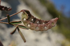 Hippocrepis ciliata