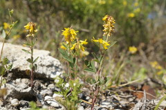 Trigonella spicata