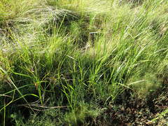 Bolboschoenus robustus