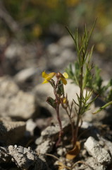 Trigonella spicata