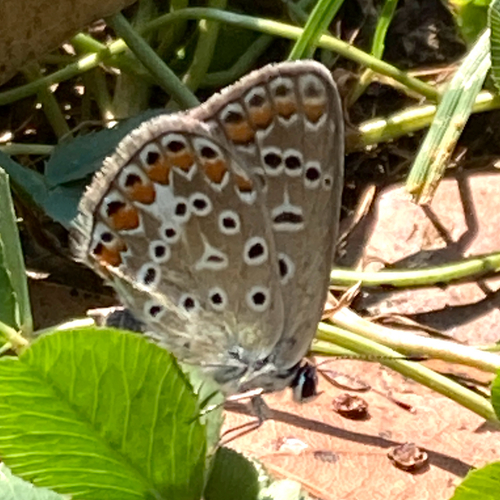 Common Blue