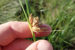 Bolboschoenus robustus