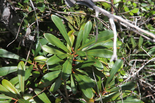 Codiaeum oligogynum observed 2026-03-17
