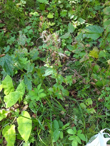 Epilobium montanum, photograph 6